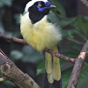 Inca Jay (Cyanocorax yncas)