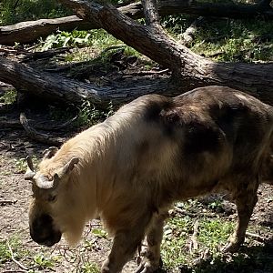 Northern trail- Sichuan takin