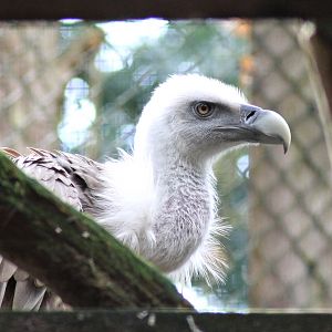 Western eurasian griffon vulture (Gyps fulvus fulvus)