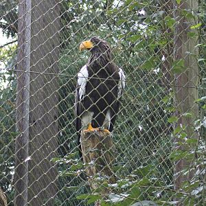 Steller's sea eagle (Haliaeetus pelagicus)