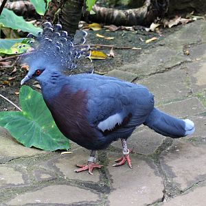 Victoria crowned pigeon (Goura victoria)