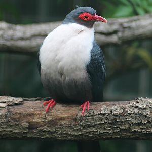 Papuan mountain pigeon (Gymnophaps albertisii)