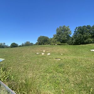 Northern trail- pronghorn exhibit
