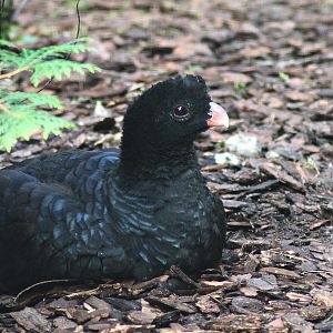 Crestless curassow (Mitu tomentosum)