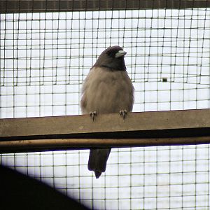 White-breasted woodswallow (Artamus leucorynchus)