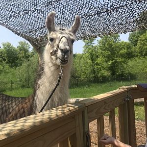 Northern trail- llama