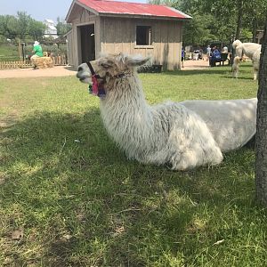 Northern trail- llama