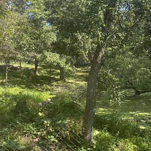 Northern trail- dhole exhibit