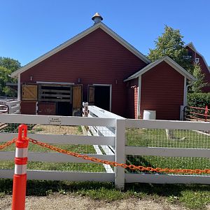 Wells Fargo family farm- sheep exhibits
