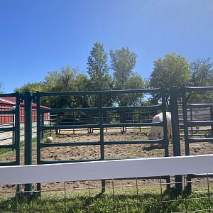 Wells Fargo family farm- bull exhibit