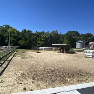 Wells Fargo family farm- cow exhibit