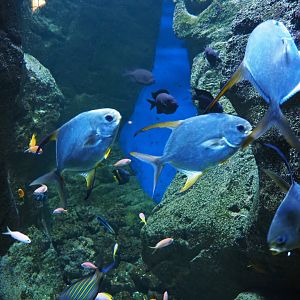 Snubnose pompanos (Trachinotus blochii), 2020-09-04