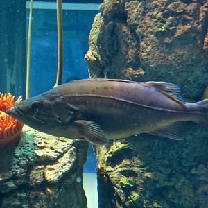 Bocaccio Rockfish (Sebastes paucispinis)