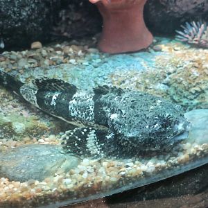 Cabezon (Scorpaenichthys marmoratus)