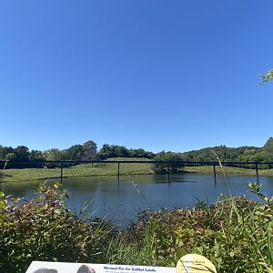 Northern trail- massive musk oxen exhibit