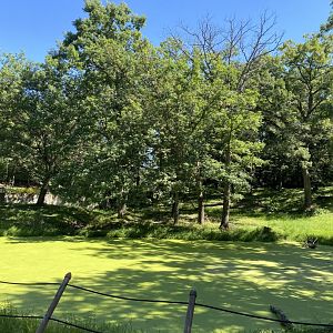 Northern trail- moose exhibit