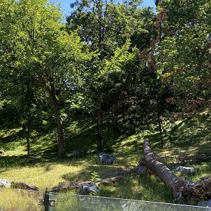 New tiger lair- Amur tiger exhibit