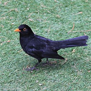 male European Blackbird (Turdus merula)