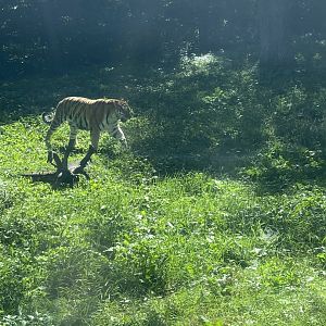 Tiger lair- Amur tiger