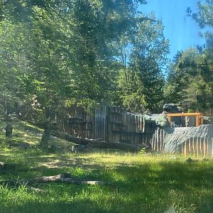 Tiger lair- Amur tiger exhibit