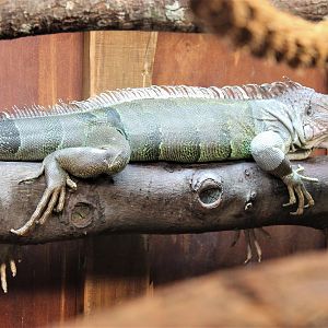 Green Iguana (Iguana iguana)