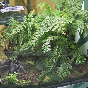 terrarium for Brazilian Black Tarantula (Grammostola pulchra)