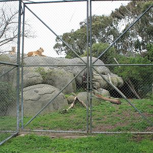 lion enclosure (ground level from side)