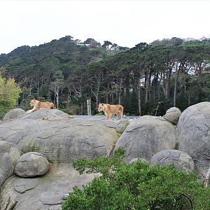 lion enclosure (top view)