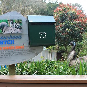 Emu in the Australian walk-through enclosure