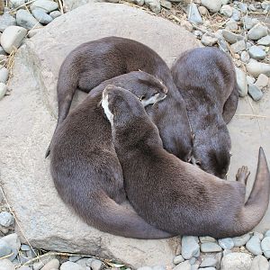 Small-clawed Otters (Amblonyx cinerea)