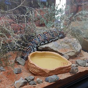 Goldfields Shingleback