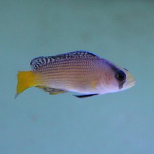 Splendid dottyback - Pseudochromis splendens