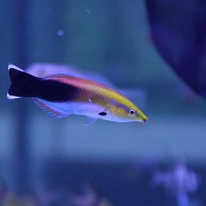 Black-spot cleaner wrasse - Labroides pectoralis