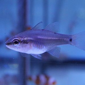 Half-barred cardinalfish - Fibramia thermalis