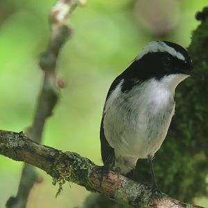 little pied flycatcher male