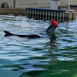Rough toothed Dolphin (Steno bredanensis)