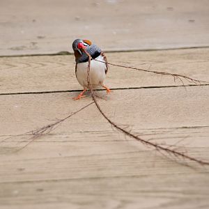Zebra finch