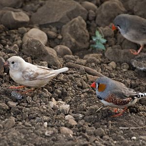 Zebra finch