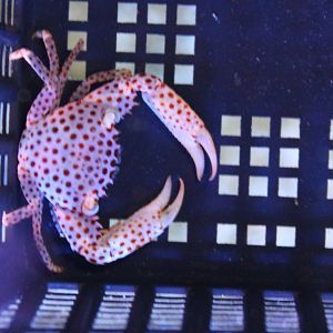 Neopetrolisthes maculatus