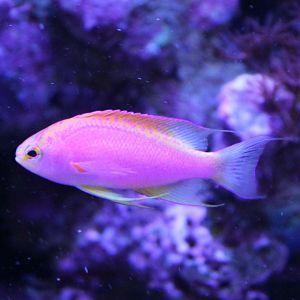 Pseudanthias ventralis