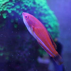 Paracheilinus carpenteri