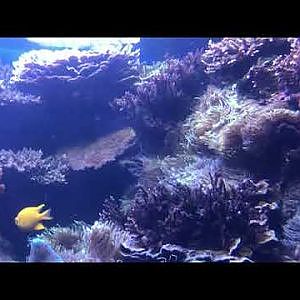 Waikiki Aquarium barrier reef tank
