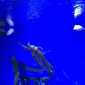 Golden cuttlefish (Sepia esculenta)