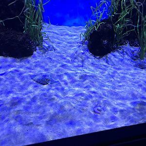 Golden cuttlefish (Sepia esculenta)