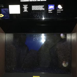 Chambered nautilus exhibit
