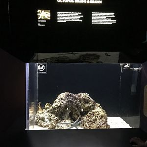 Hawaiian day octopus exhibit