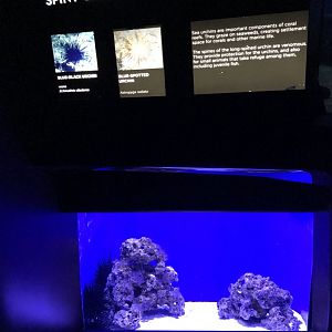 Sea urchin exhibit