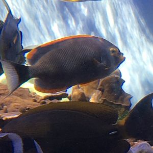 Mystery Fish At Waikiki Aquarium (one with orange fins)