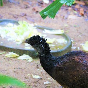 Crax rubra / Great Curassow ; female