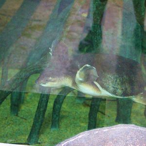 Carettochelys insculpta / Fly River turtle